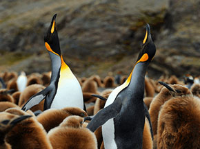 South Georgia Island South Georgia Island