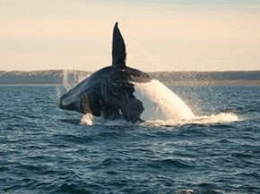 The Antarctic Peninsula The Antarctic Peninsula