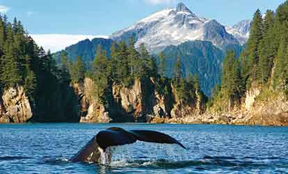 Photo of whale tail with mountains in the background.