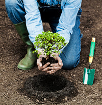 Person planting a tree