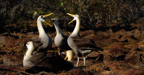 Eastern Islands Galapagos Latin Trails