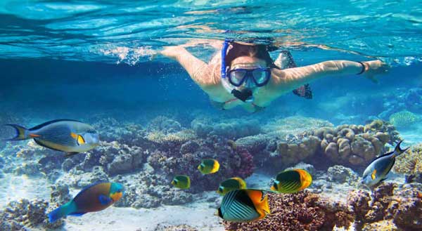 Snorkleing in the Caribbean with colorful tropical fish