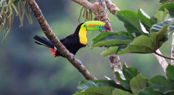 An exotic and colorful bird perched on a tree limb