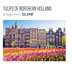 Tulips Of Northern Holland
