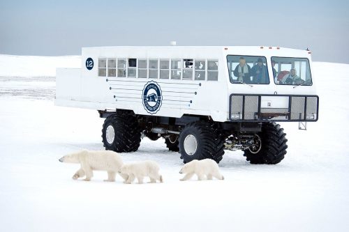 Polar bears walk by a Tundra Buggy vehicle for going over ice